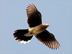 Streptopelia chinensis-flying.jpg