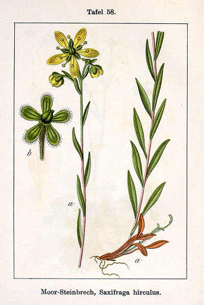 File:Saxifraga hirculus Sturm58.jpg