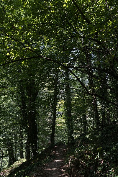 File:Trail to Black Grouse Waterfall 2023-08-12-4.jpg