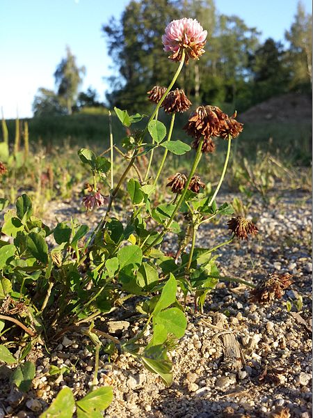 File:Trifolium hybridum subsp. hybridum sl11.jpg