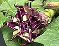 Triple-flowered D. metel 'Fastuosa' - first corolla fully extended, 3 corollas a tangle of claw-like teeth