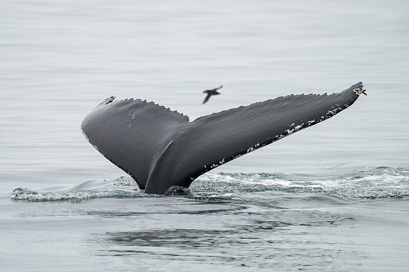 File:029f Humpback whale tail at Ísafjarðardjúp (Iceland) Photo by Giles Laurent.jpg