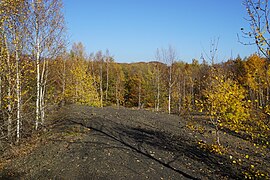 Arbres poussant sur des roches noires.