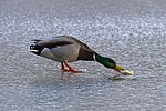 Seite 26: File:Mallard_duck_eating_bread.jpg (http://flickr.com/photos/65491958@N06/6863649061) Autor: Pierre-Selim (https://www.flickr.com/people/65491958@N06) Lizenz: CC BY 2.0