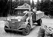 REO truck filled with citrus fruit, Kfar Saba, Mandatory Palestine, 1932