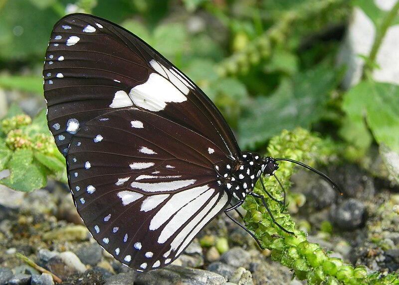 File:Close wing position of Euploea radamanthus Fabricius, 1793 - Magpie crow WLB.jpg