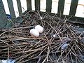 Pombo-doméstico (Columba livia domestica). Ninhada típica