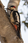 Dendrocopos syriacus, Israel 1.jpg