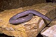 caecilian