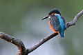 Eisvogel im Ilkerbruch