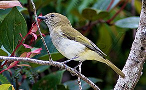 Greenbacked-whistler3 (cropped).jpg