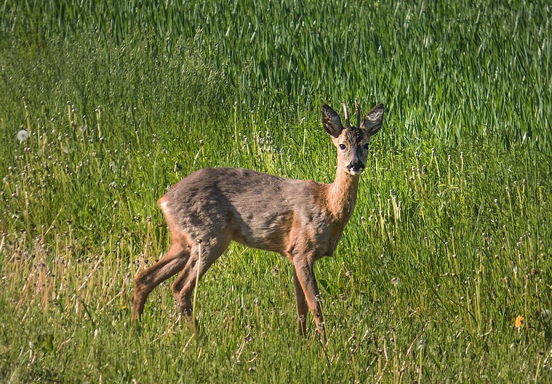 File:Reh im Naturschutzgebiet Kreuzhorst bei Magdeburg.jpg