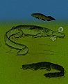 Comparison of Stomatosuchus (center) with Retodus (top) Laganosuchus (bottom)