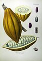 Theobroma cacao L. (fruit, seed)