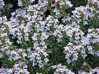 Thymus vulgaris  Type species