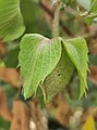 Calyx and immature fruit