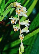 Coelogyne moultonii