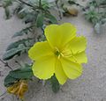 Oenothera drummondii