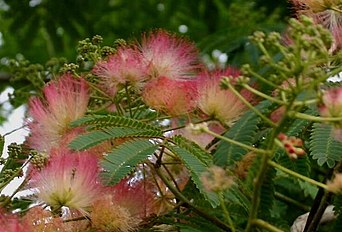 leaves, flowers and buds