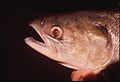 Sockeye salmon with gas bubble disease