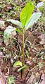 A picture of cashew tree growing in which the spouts can be seen