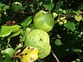 Chaenomeles japonica (ru:Хеномелес японский, цидония, или японская айва) (en:Japanese Quince) (de:Japanische Zierquitte) (lv:Japānas krūmcidonija)