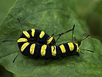 Larv av alaftonfly (Acronicta alni)