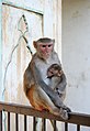 * Nomination Female and juvenile rhesus macaque at Galtaji (Macaca mulatta), Jaipur, Rajasthan, India. Renom. No comment in previous nom. --Yann 13:15, 9 September 2014 (UTC) * Decline Yann, I think it's very soft, as if it was slightly out of focus. I also think a tighter crop would have been better if you are going to cut the tail anyway (which is understandable). Nice moment, that's true. --Kadellar 16:46, 9 September 2014 (UTC)