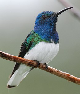 Örvös jakobinuskolibri (Florisuga mellivora)