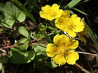 Potentilla togasii