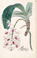 Rhynchostylis gigantea subsp. violacea (as syn. Vanda violacea) plate 30 in: Edwards's Bot. Register (Orchidaceae), vol. 33, (1847)