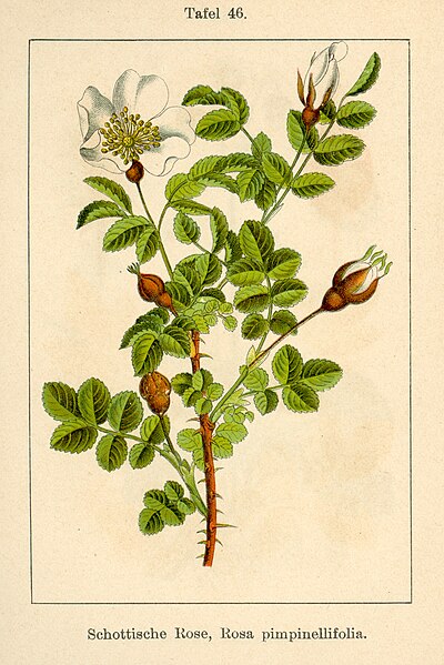 File:Rosa spinosissima illustration (03).jpg