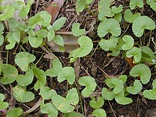 Starr 020803-0094 Centella asiatica.jpg