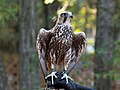 Captive, Carolina Raptor Center, United States