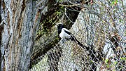 The Eurasian magpie, a common sight in Kargil