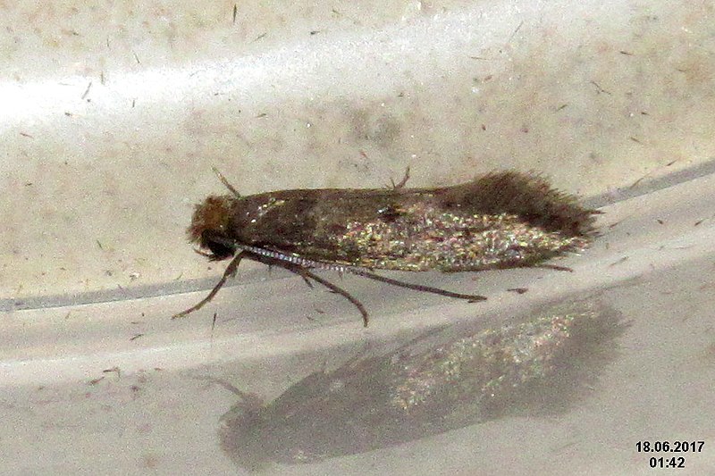 File:Tinea pellionella (sw) (36405257483).jpg