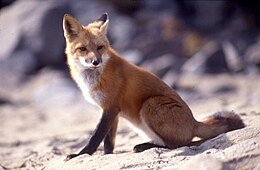 Vörös róka (Vulpes vulpes)