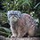 Pallas's cat