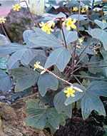 Oxalis ortgiesii