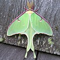 Male Luna moth