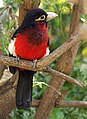 Double-toothed Barbet