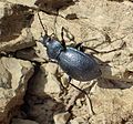 Carabus convexus