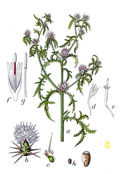 File:Centaurea calcitrapa Sturm28.jpg