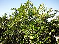 Citrus greening symptoms (Huanglongbing)