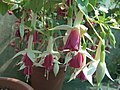 Fuchsia × hybrida 'Jeanne d'Arc'