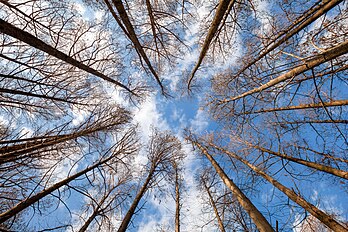 Vue en contre-plongée des Metasequoia glyptostroboides du jardin botanique du parc Nagai, à Osaka. (définition réelle 6 720 × 4 480)