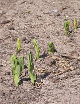 Seedlings