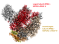 RNA polymerase