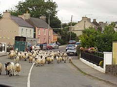 Sheep at Anascaul bridge - geograph.org.uk - 108753.jpg