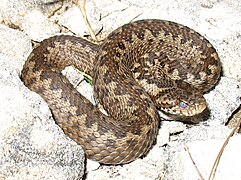 Viperă balcanică de stepă (Vipera ursinii macrops)